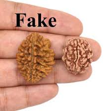 two mukhi rudraksha